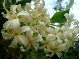 Piles Se Rahat: Piles Ke Liye Ayurvedic Upay